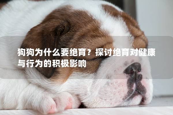 狗狗為什么要絕育？探討絕育對健康與行為的積極影響